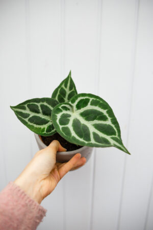 Anthurium Silver Blush