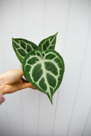 Anthurium Silver Blush