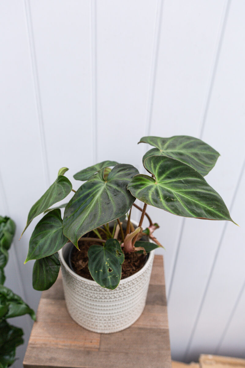 Philodendron Verrucosum L