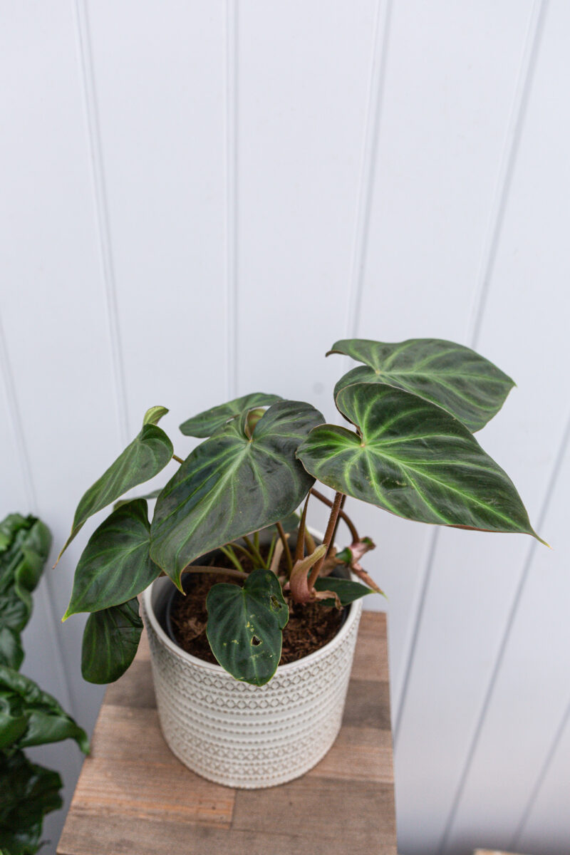 Philodendron Verrucosum L
