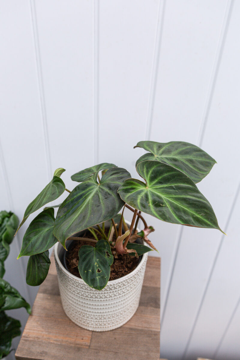 Philodendron Verrucosum L