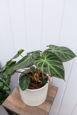 Philodendron Verrucosum L