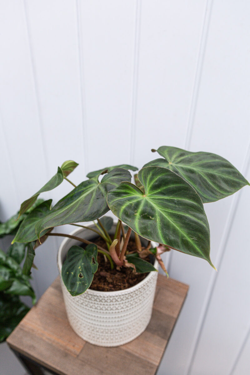 Philodendron Verrucosum L