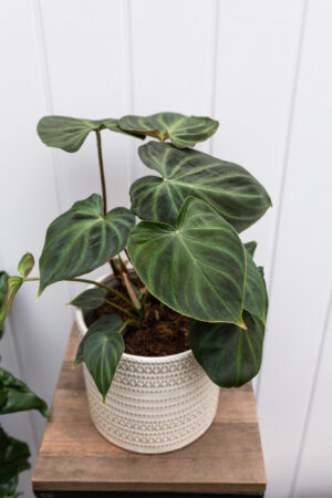 Philodendron Verrucosum L