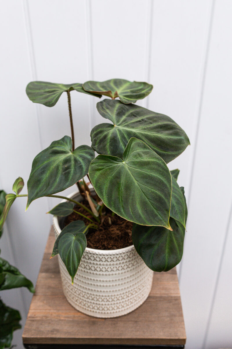 Philodendron Verrucosum L
