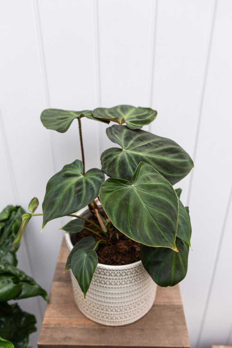 Philodendron Verrucosum L