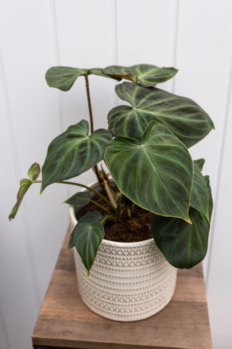 Philodendron Verrucosum L