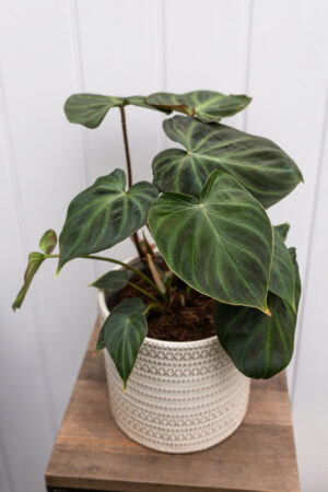Philodendron Verrucosum L