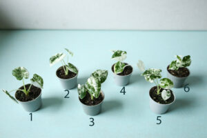 Alocasia Frydek Variegata