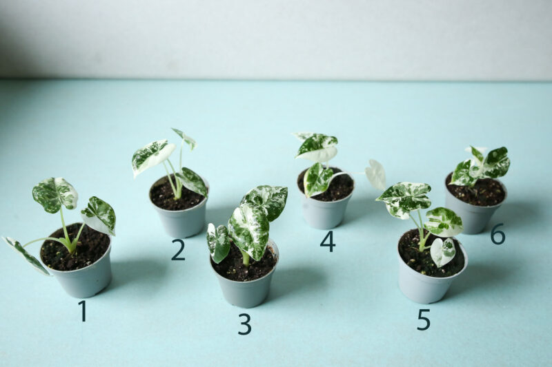 Alocasia Frydek Variegata