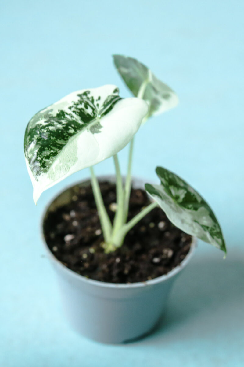 Alocasia Frydek Variegata