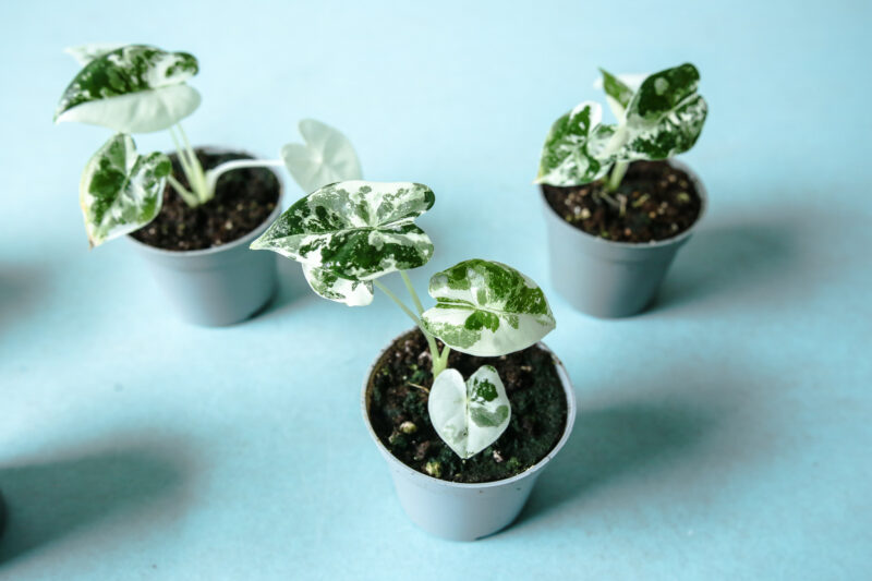 Alocasia Frydek Variegata