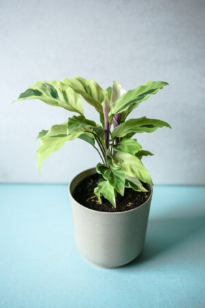 Calathea Yellow Fussion