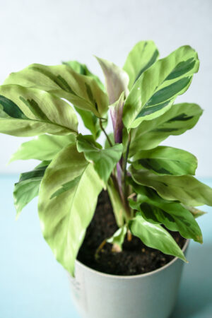 Calathea Yellow Fussion