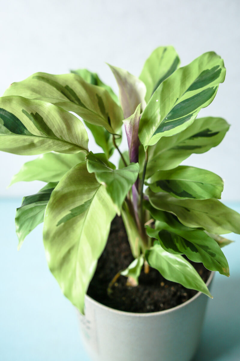Calathea Yellow Fussion