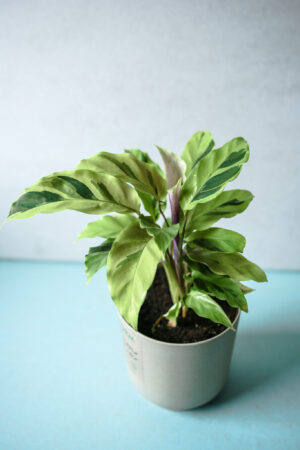 Calathea Yellow Fussion