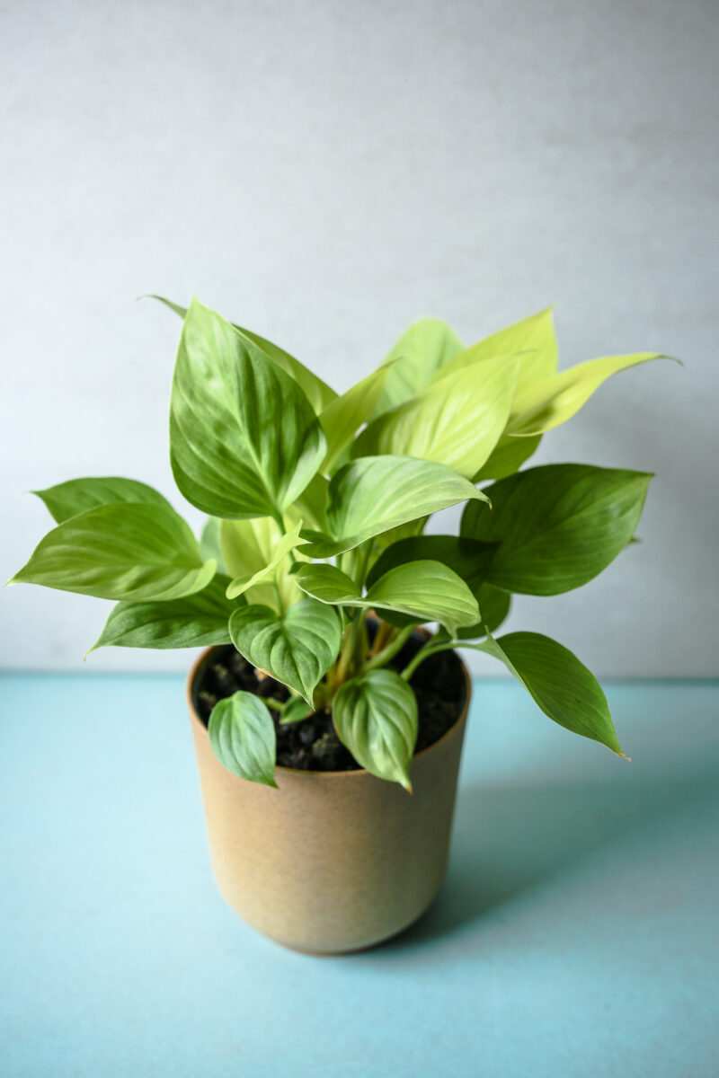 Homalomena Lemon Lime