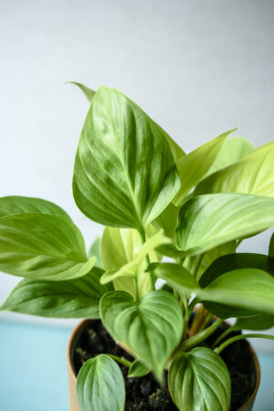 Homalomena Lemon Lime