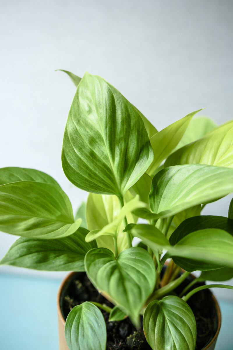 Homalomena Lemon Lime