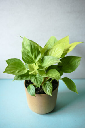 Homalomena Lemon Lime