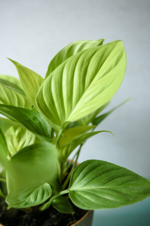 Homalomena Lemon Lime