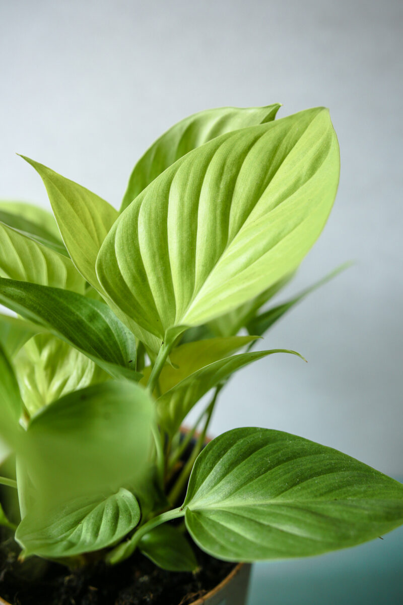 Homalomena Lemon Lime