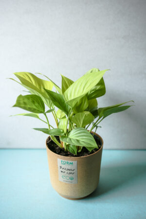 Homalomena Lemon Lime