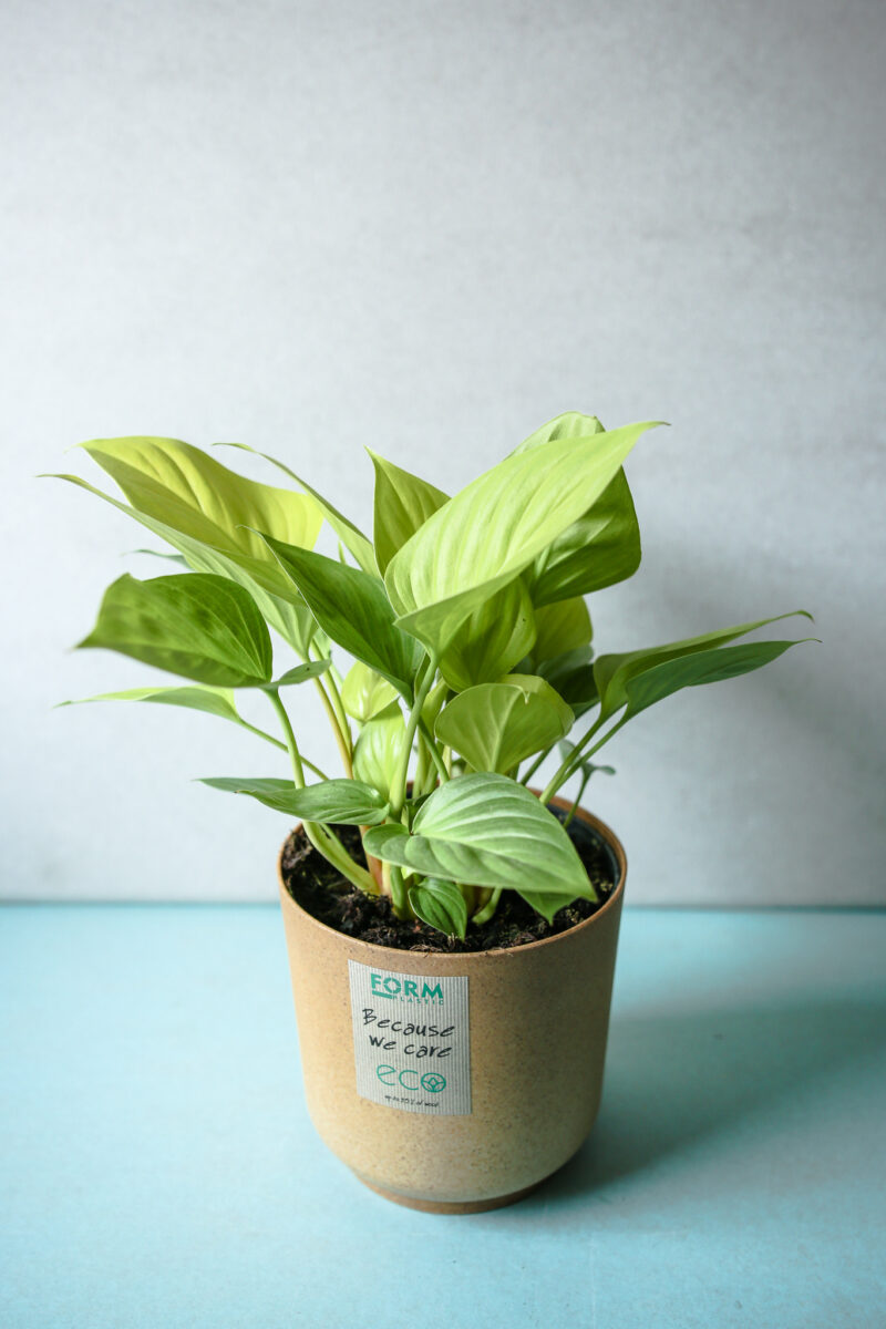 Homalomena Lemon Lime