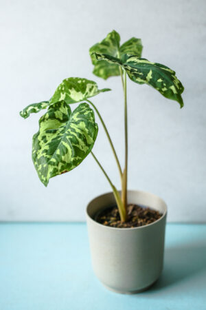 Caladium Hilo Beauty