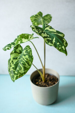 Caladium Hilo Beauty