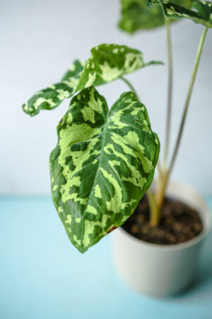 Caladium Hilo Beauty