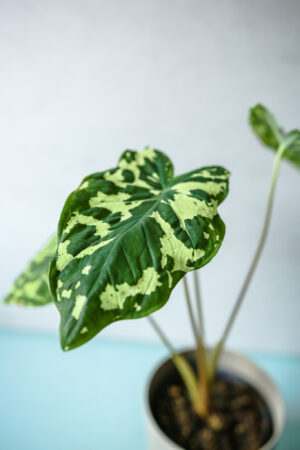 Caladium Hilo Beauty
