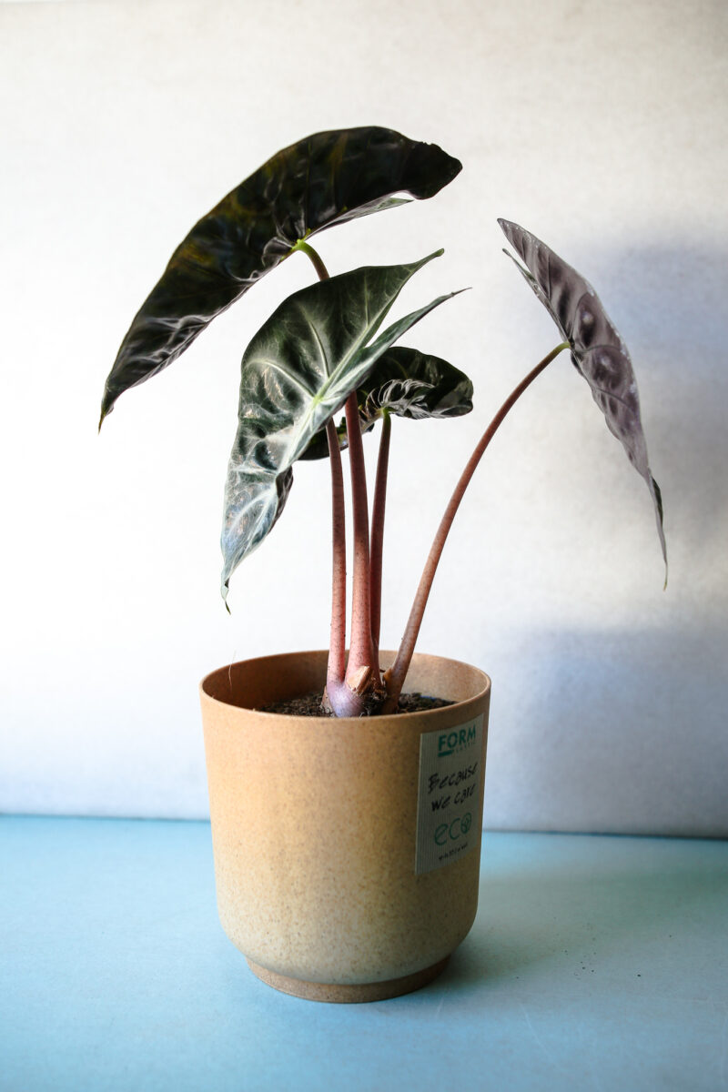 Alocasia Pink Dragon