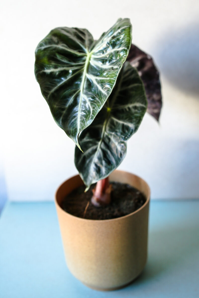 Alocasia Pink Dragon