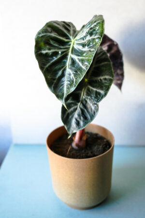 Alocasia Pink Dragon