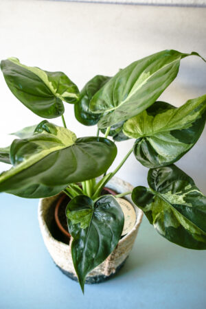 Alocasia cucullata variegata słabsze wybarwienie