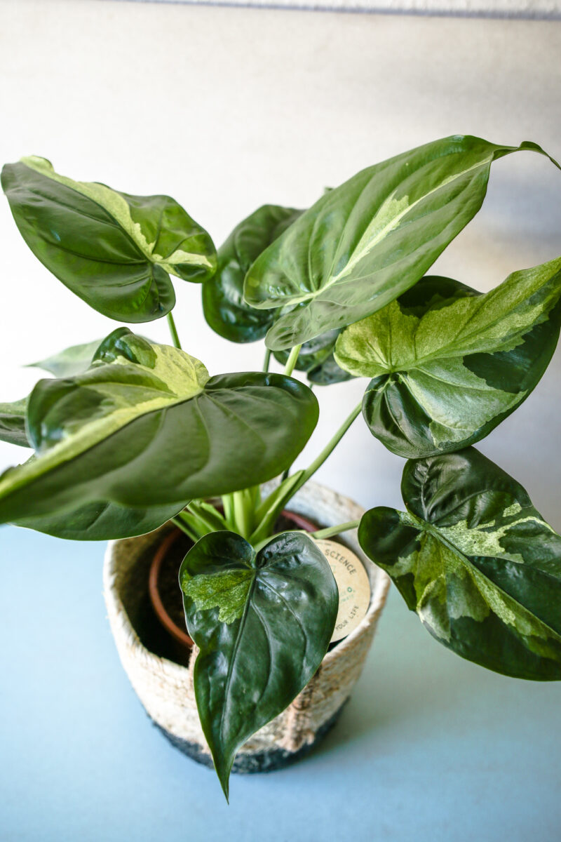 Alocasia cucullata variegata słabsze wybarwienie