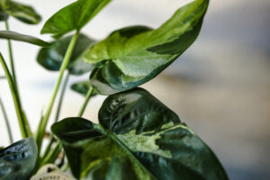 Alocasia cucullata variegata słabsze wybarwienie