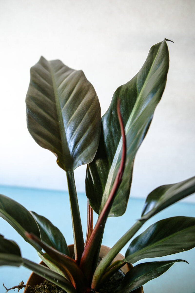 Philodendron Autumn
