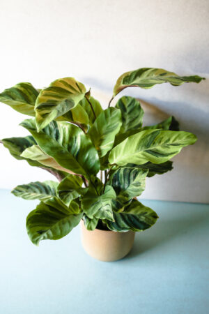 Calathea Yellow Fussion