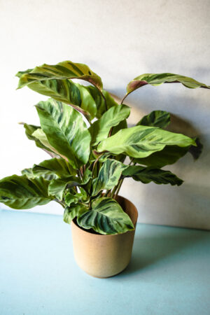 Calathea Yellow Fussion