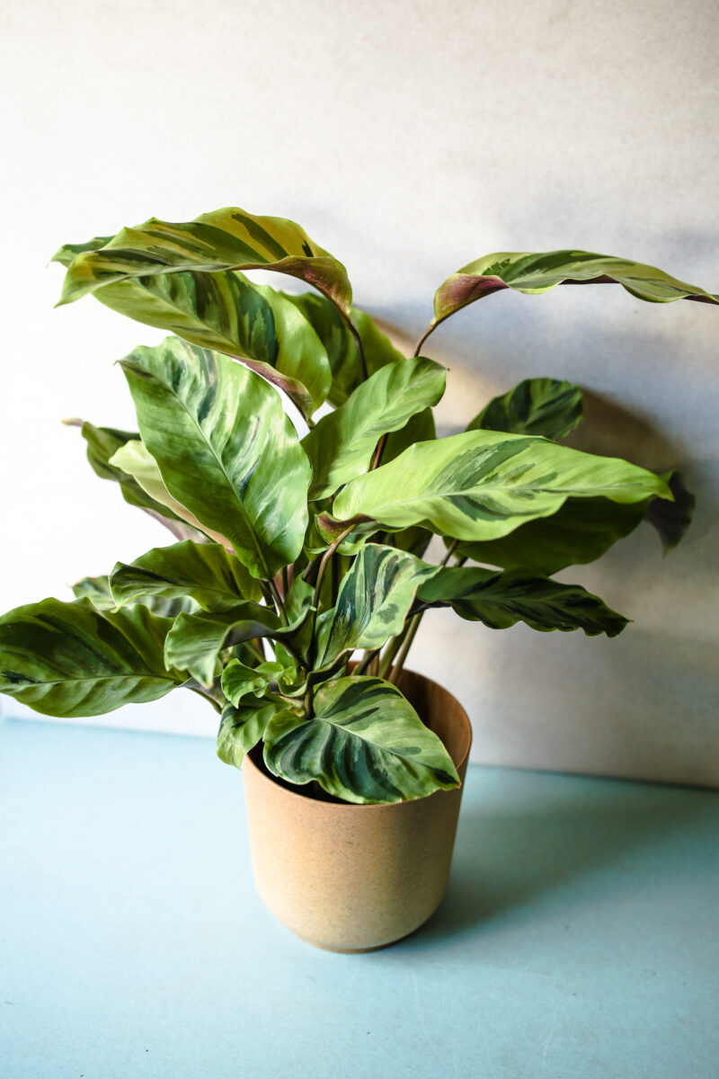 Calathea Yellow Fussion