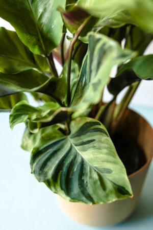 Calathea Yellow Fussion