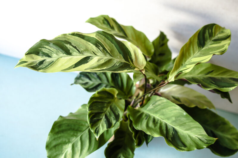 Calathea Yellow Fussion
