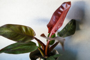 Philodendron Red Sun