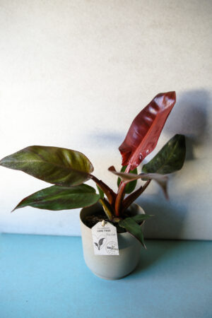 Philodendron Red Sun
