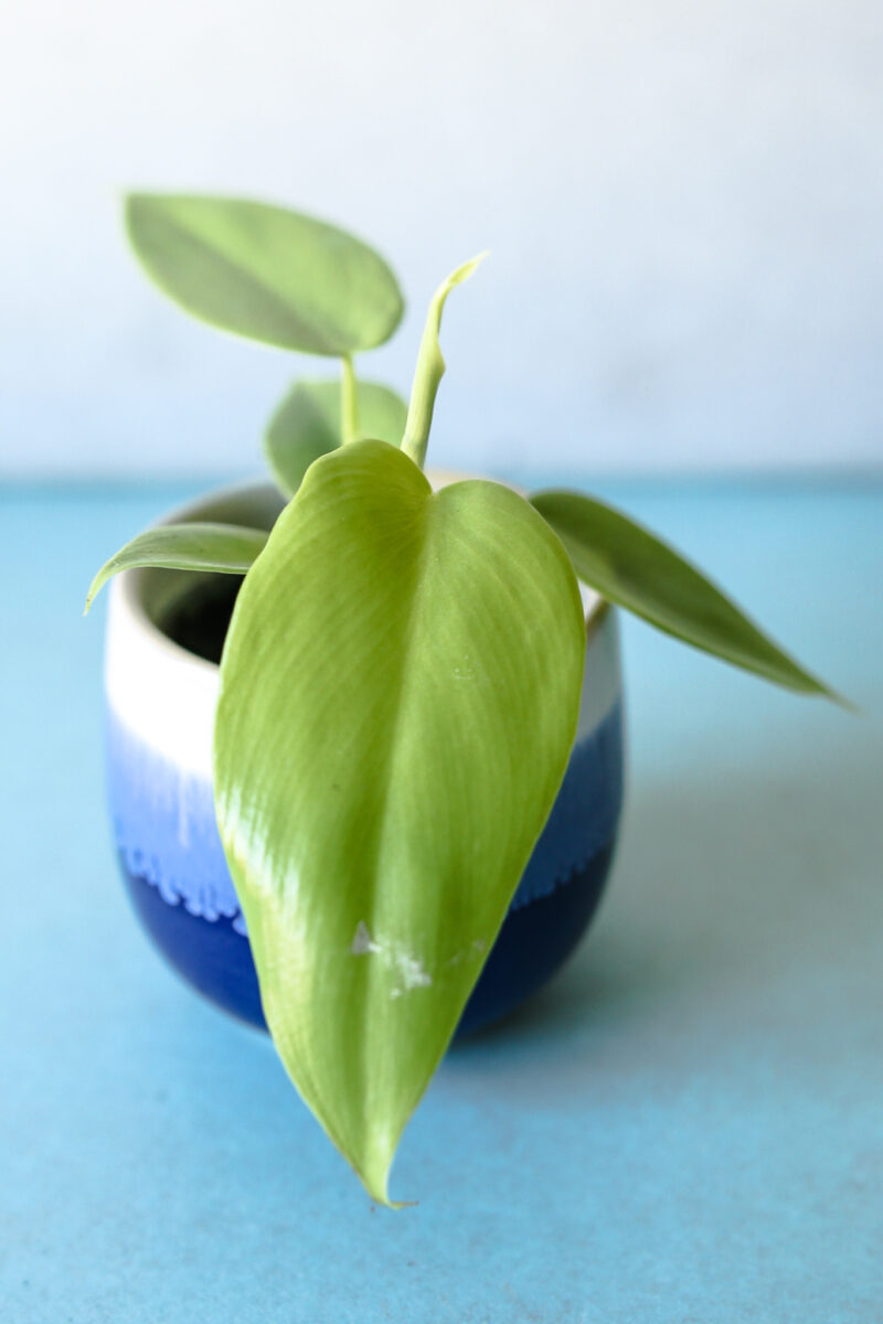 Philodendron bipennifolium ‘Yellow Violin’