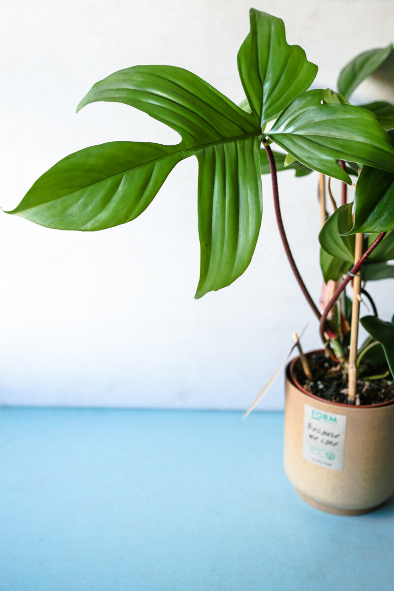 Philodendron Florida Green – cięty pęd