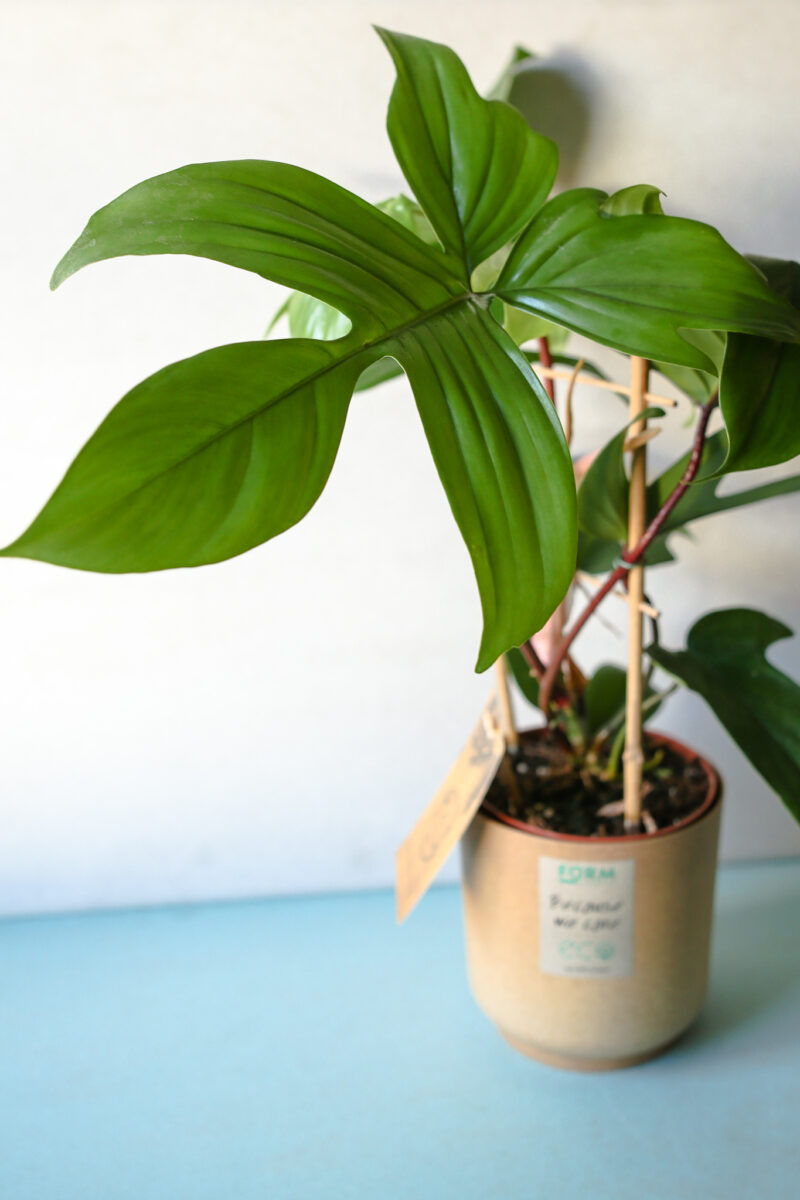 Philodendron Florida Green – cięty pęd