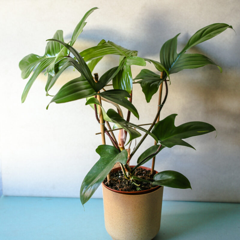 Philodendron Florida Green – cięty pęd